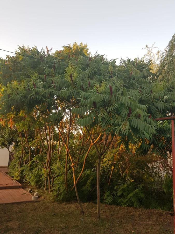סיגישוארה Vila Sura Razoare מראה חיצוני תמונה